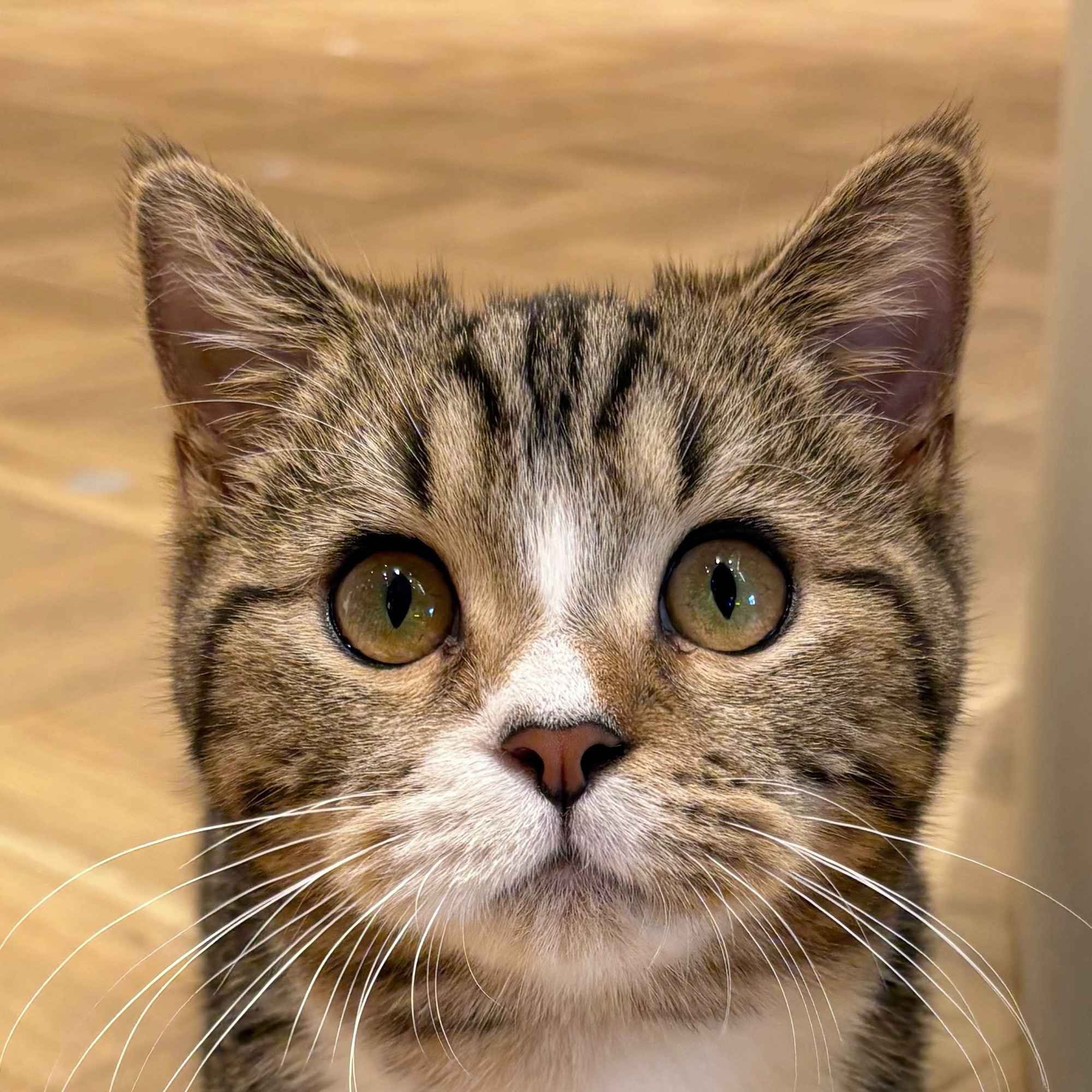 むこ